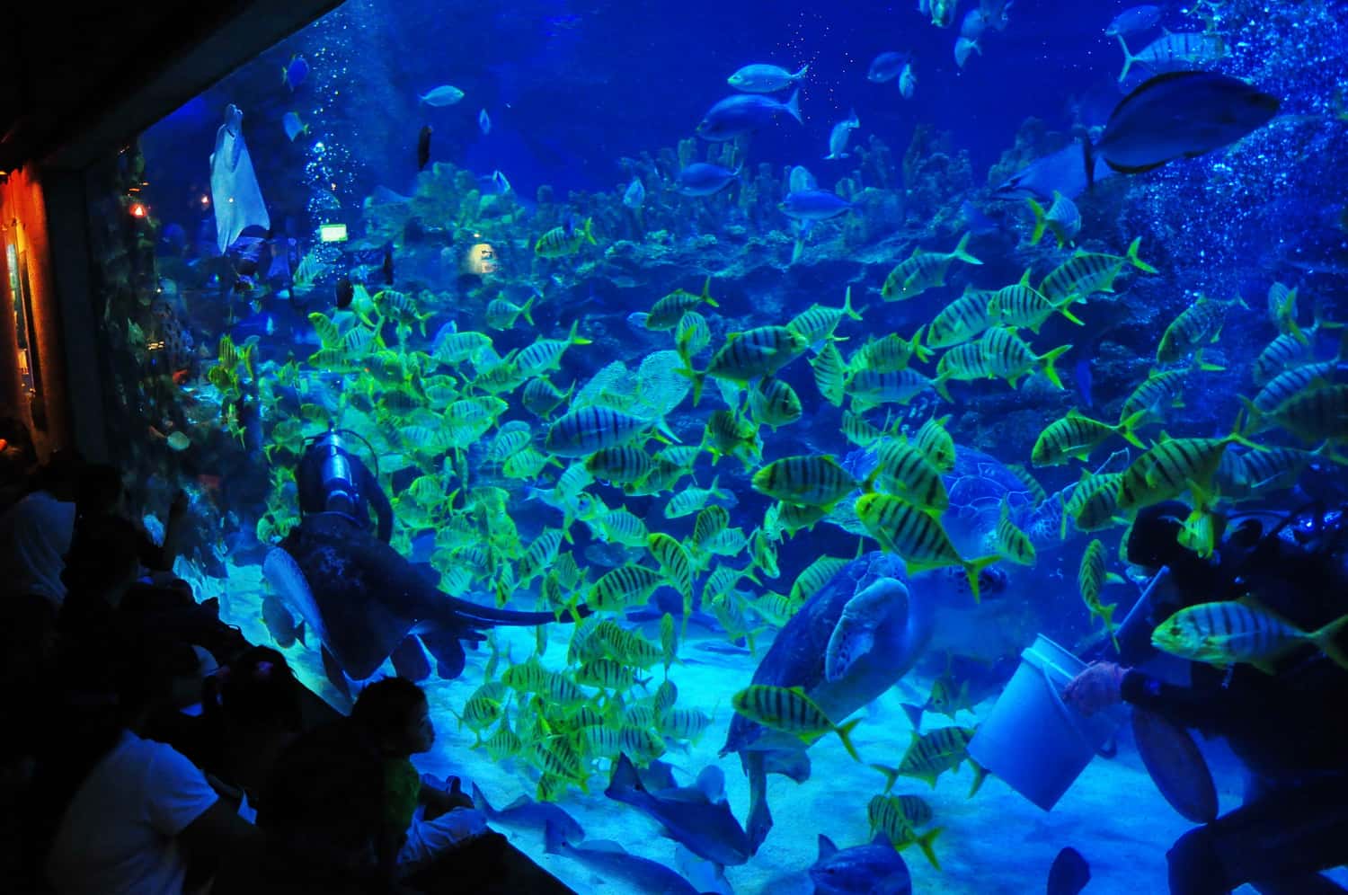 Aquaria KLCC in Discovery Southeast Tours