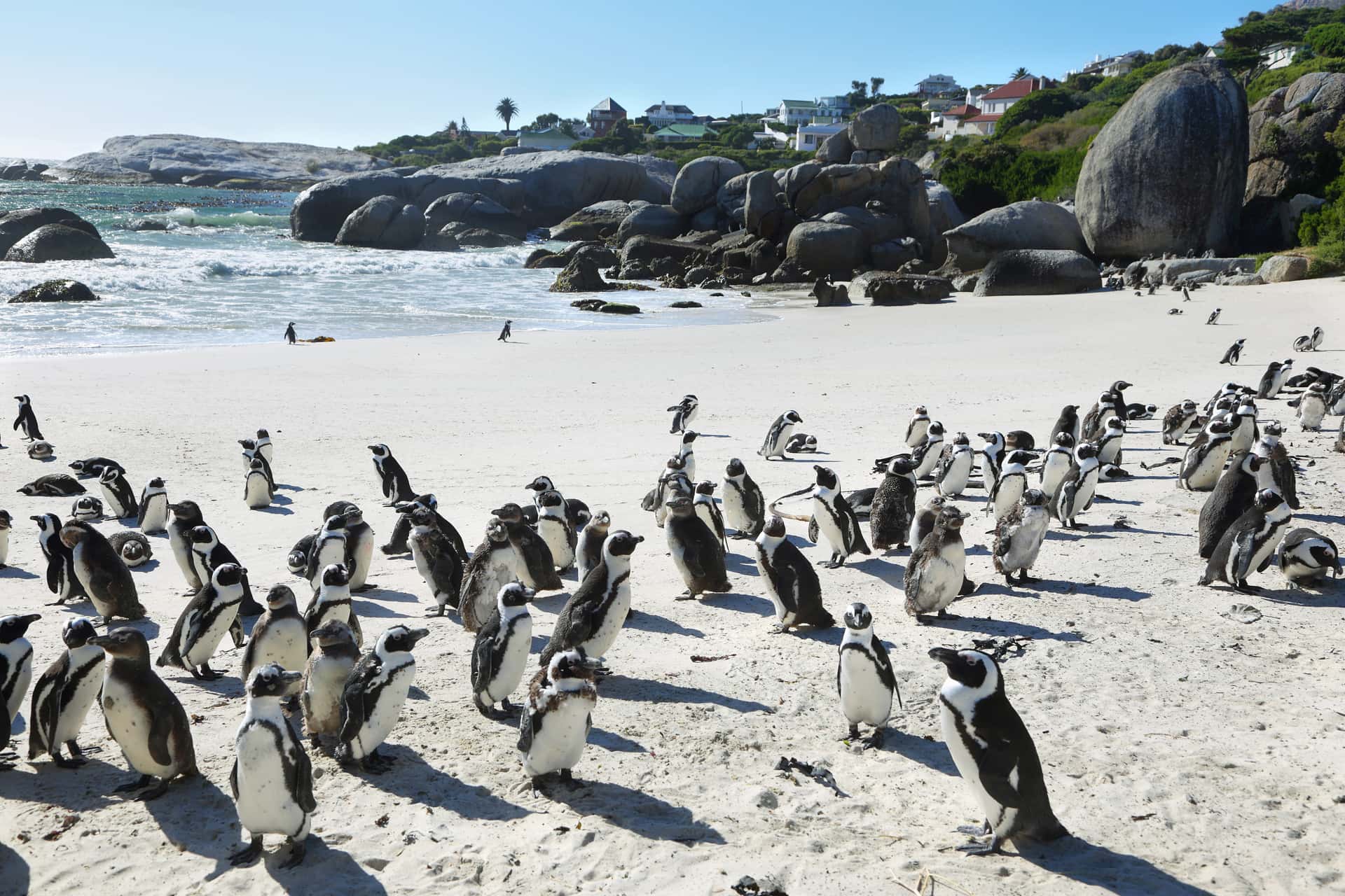 Boulders Beach in Discovery South Africa Tours