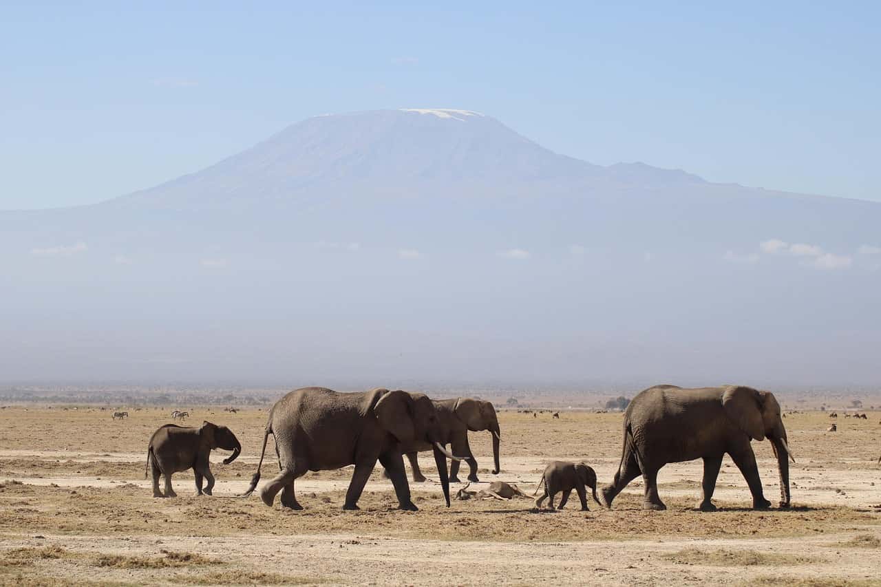 Climb Mount Kilimanjaro in Africa Group Tours