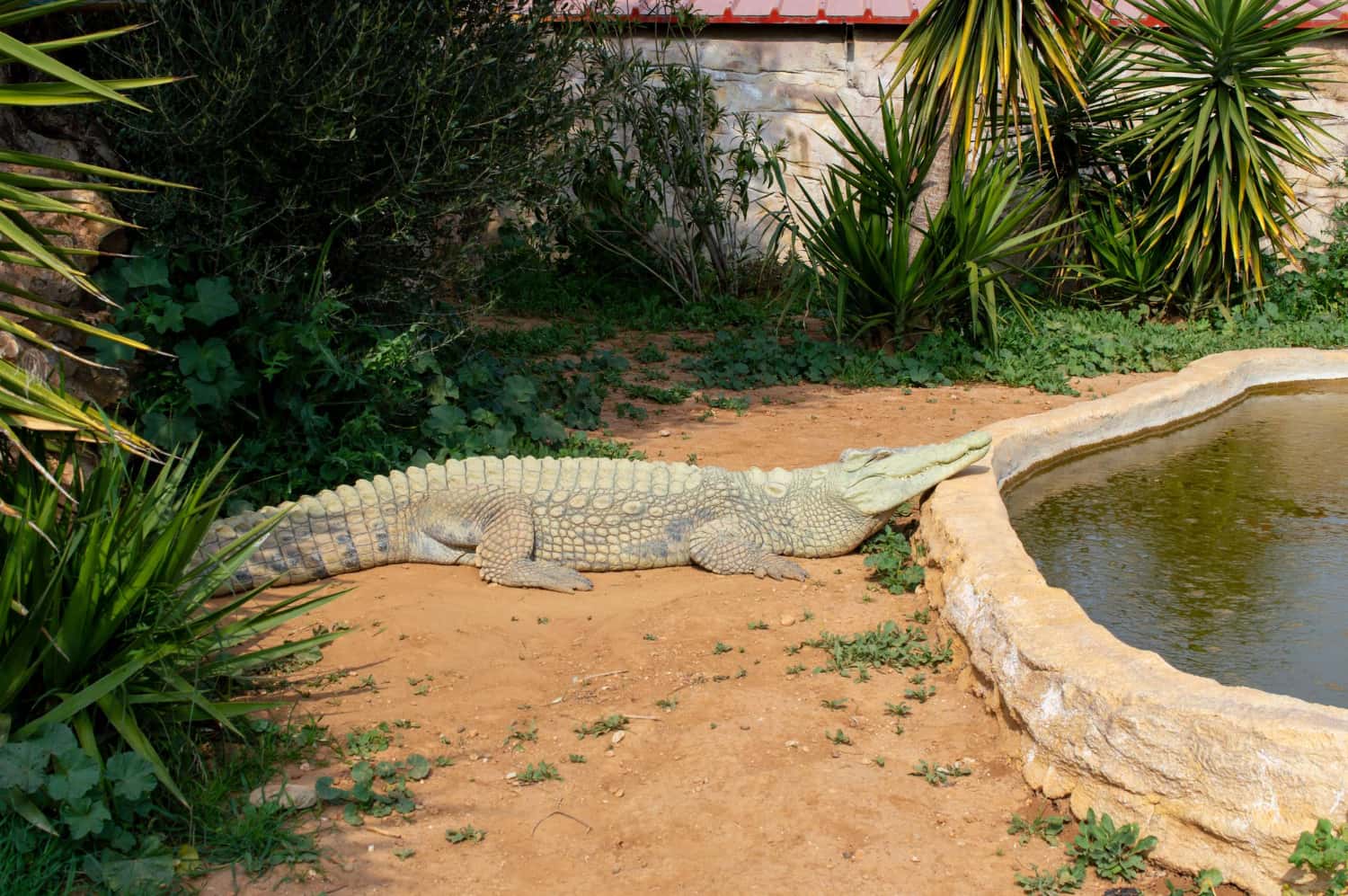 Crocodile Farm in Discovery Southeast Tours