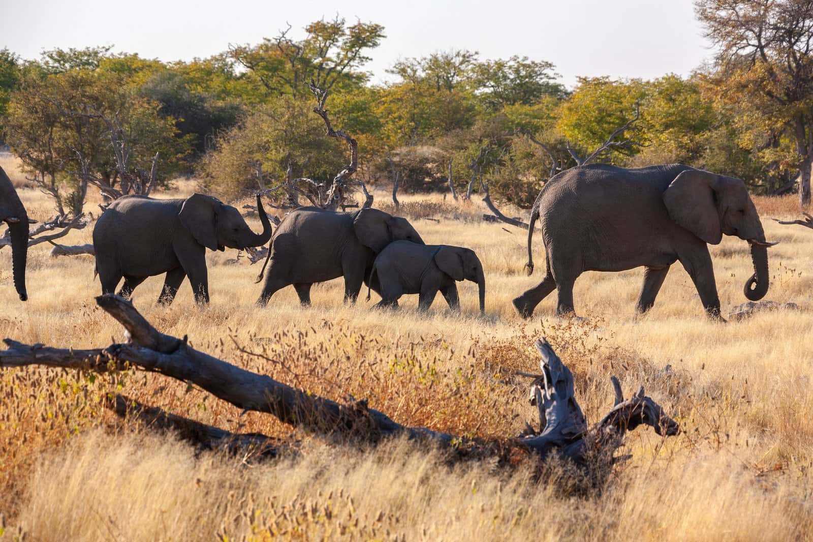 Elephant interaction and safaris in Africa Group Tours