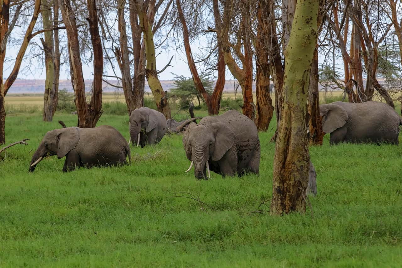 Observe Elephants In Tarangire National Park in Africa Group Tours