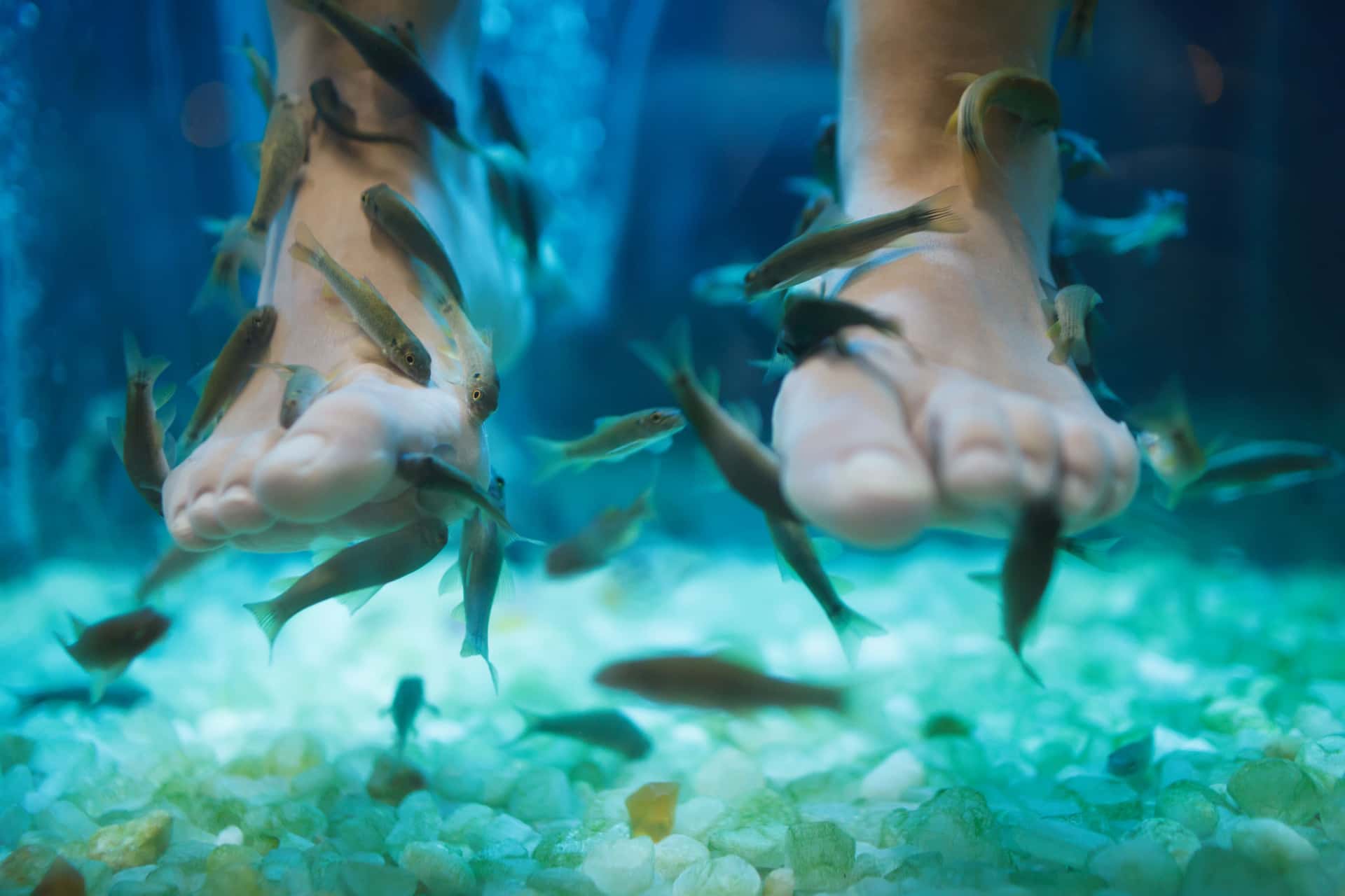 Experience Feet Fish Spa in Discovery Southeast Tours