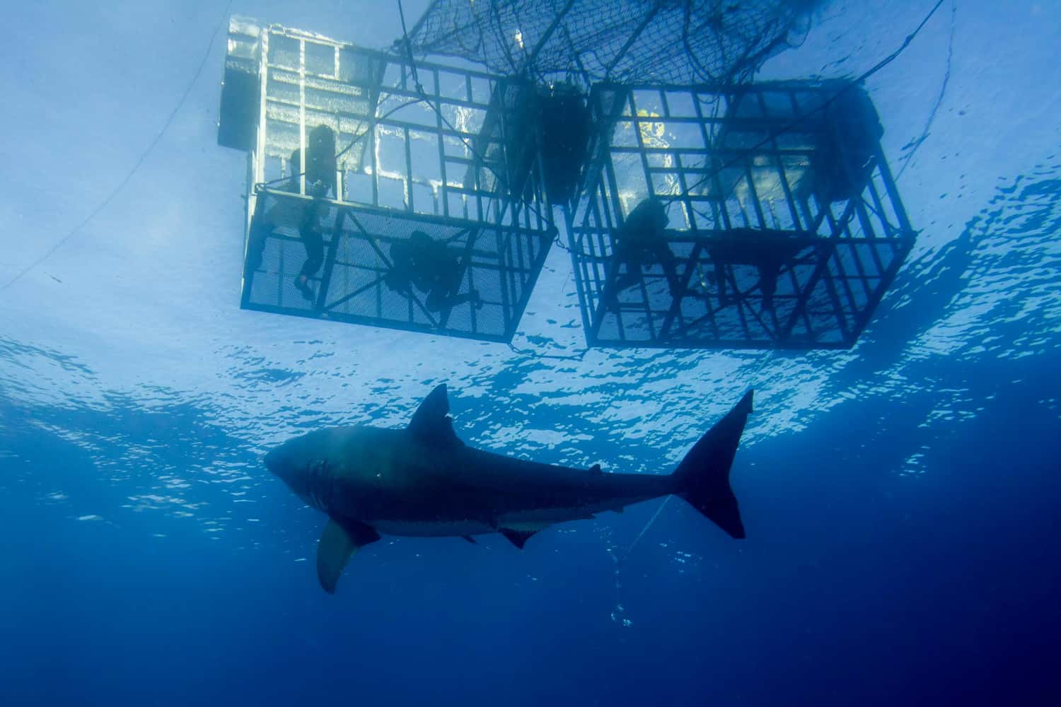 Go Swimming with Sharks in Discovery South Africa Tours