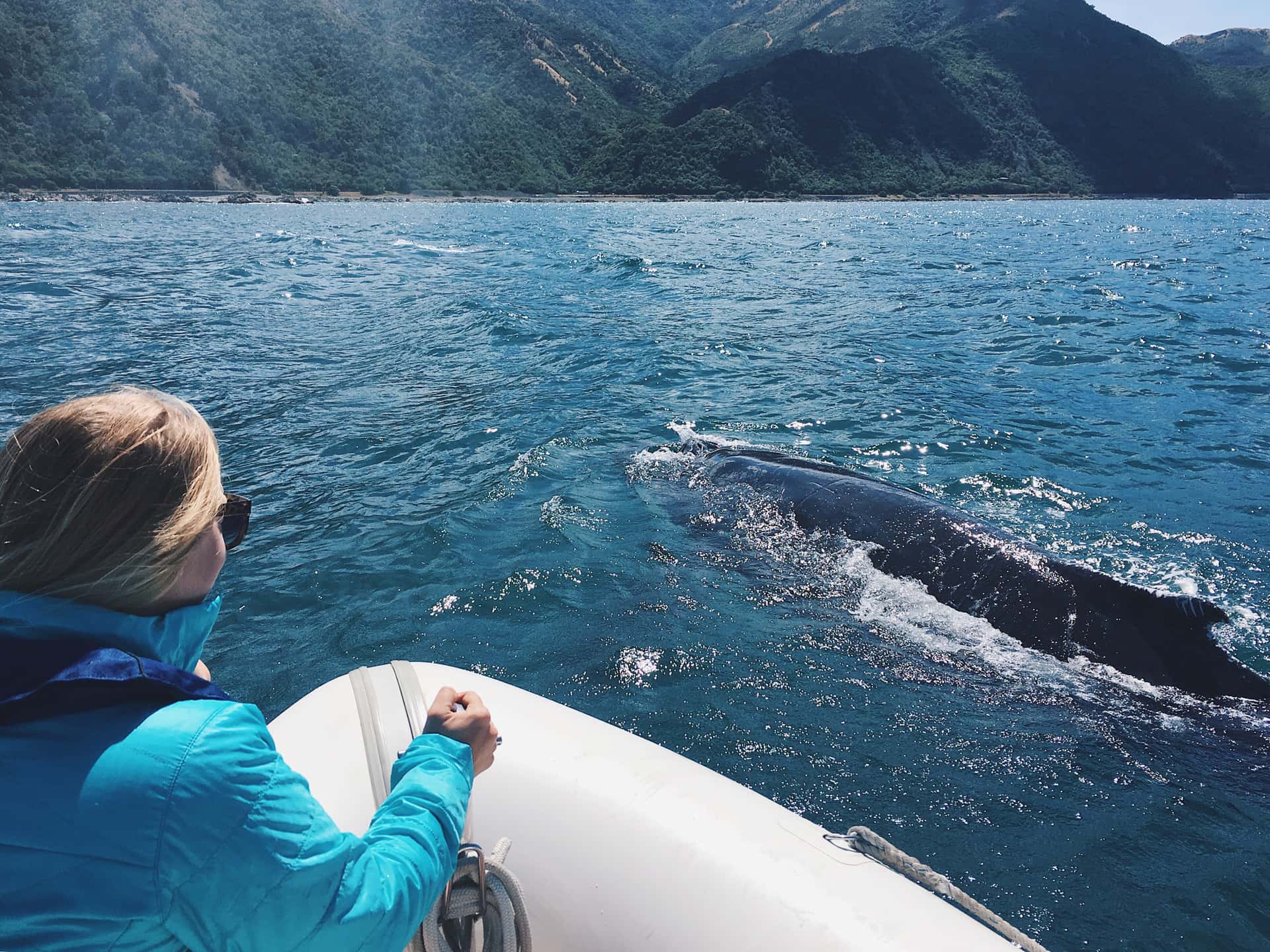 Go whale watching in Australia - New Zealand Diwali Tours