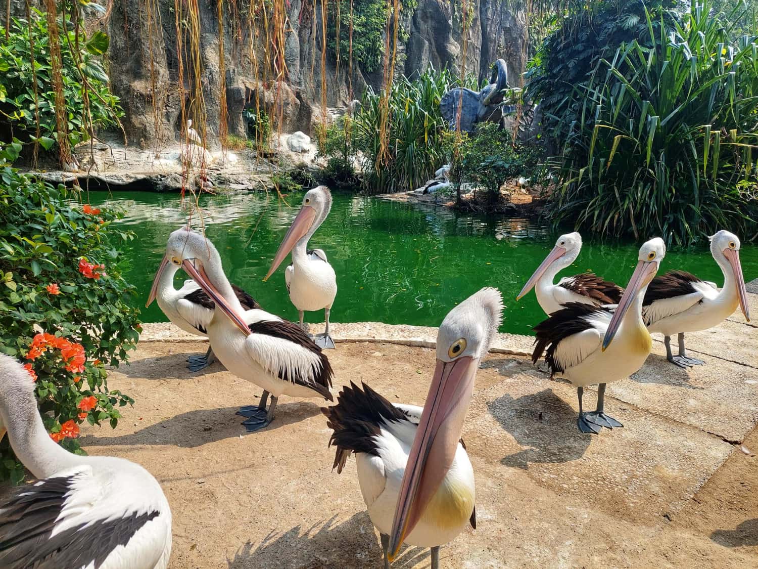 Jurong Bird Park in Discovery Southeast Tours
