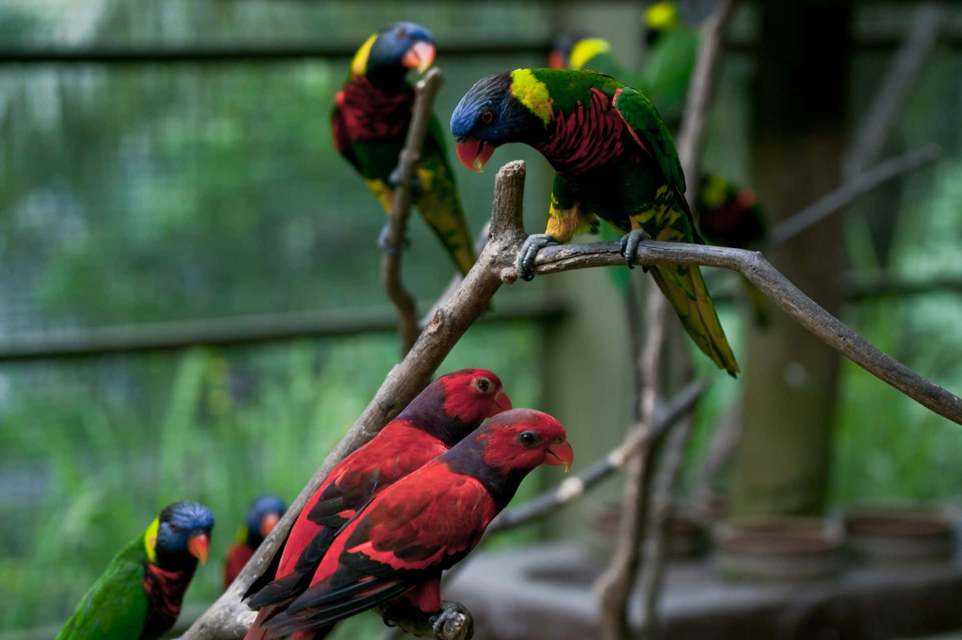 KL Bird Park in Discovery Southeast Tours