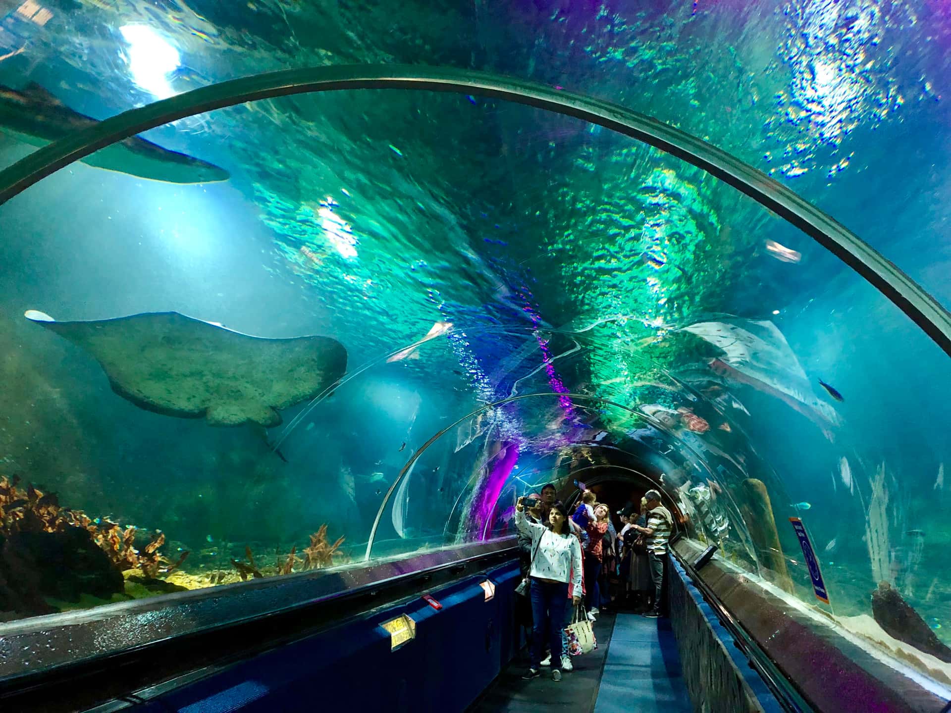 Kelly Tarlton's Sea Life Aquarium in Australia - New Zealand Diwali Tours