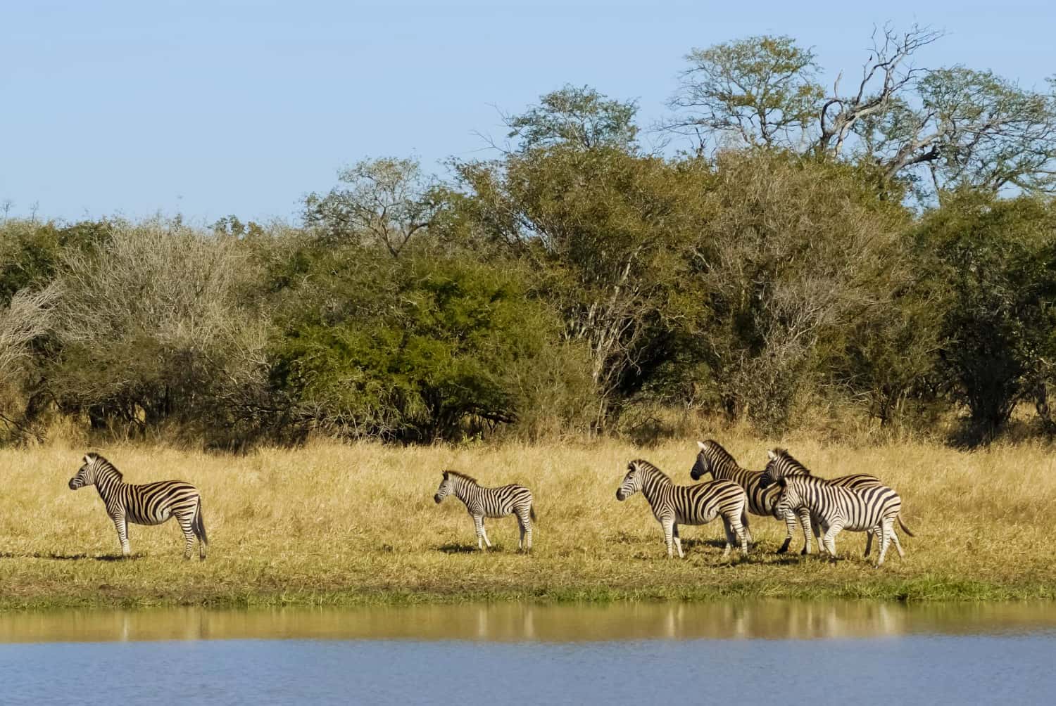 Kruger National Park in Discovery South Africa Tours