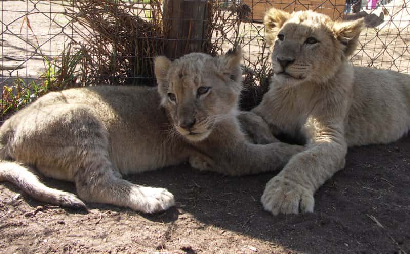 Lion Park in Discovery South Africa Tours