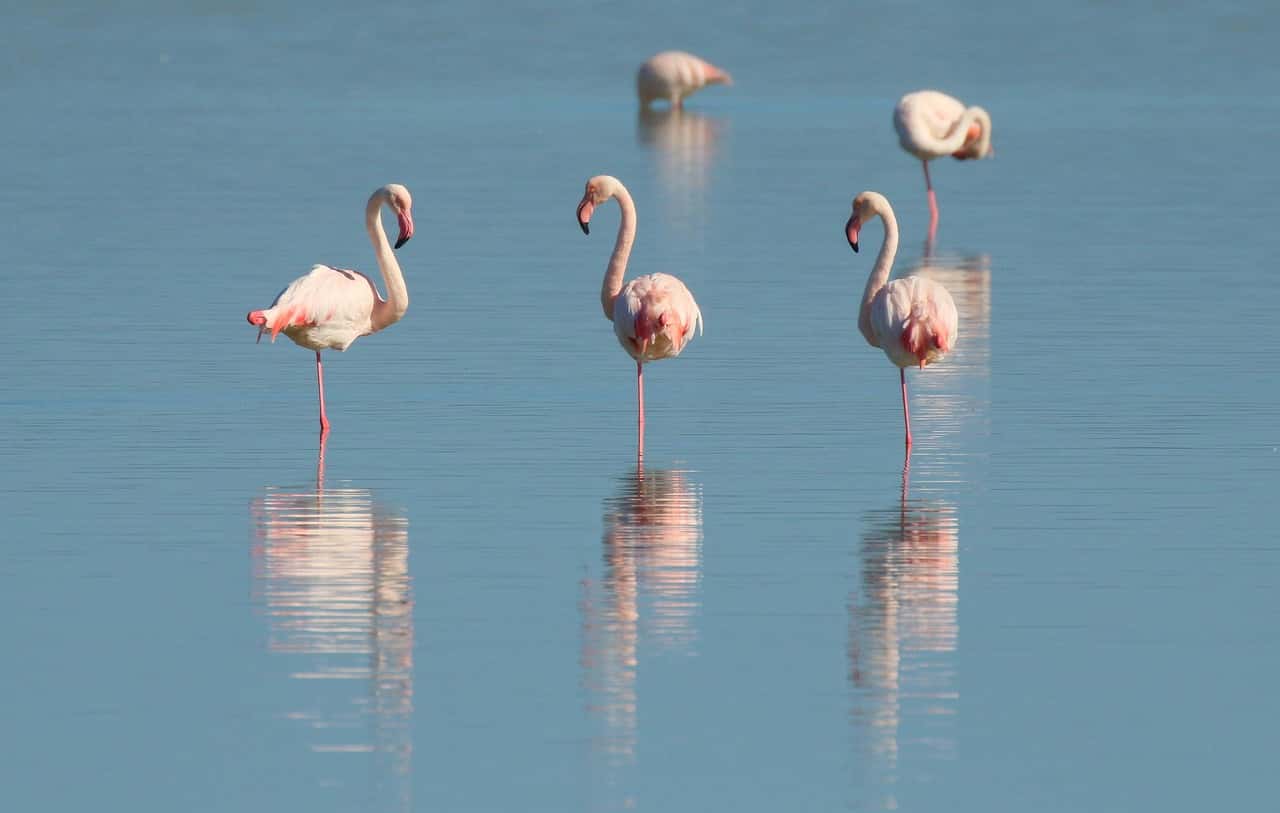 Marvel At The Rift Valley in Africa Group Tours