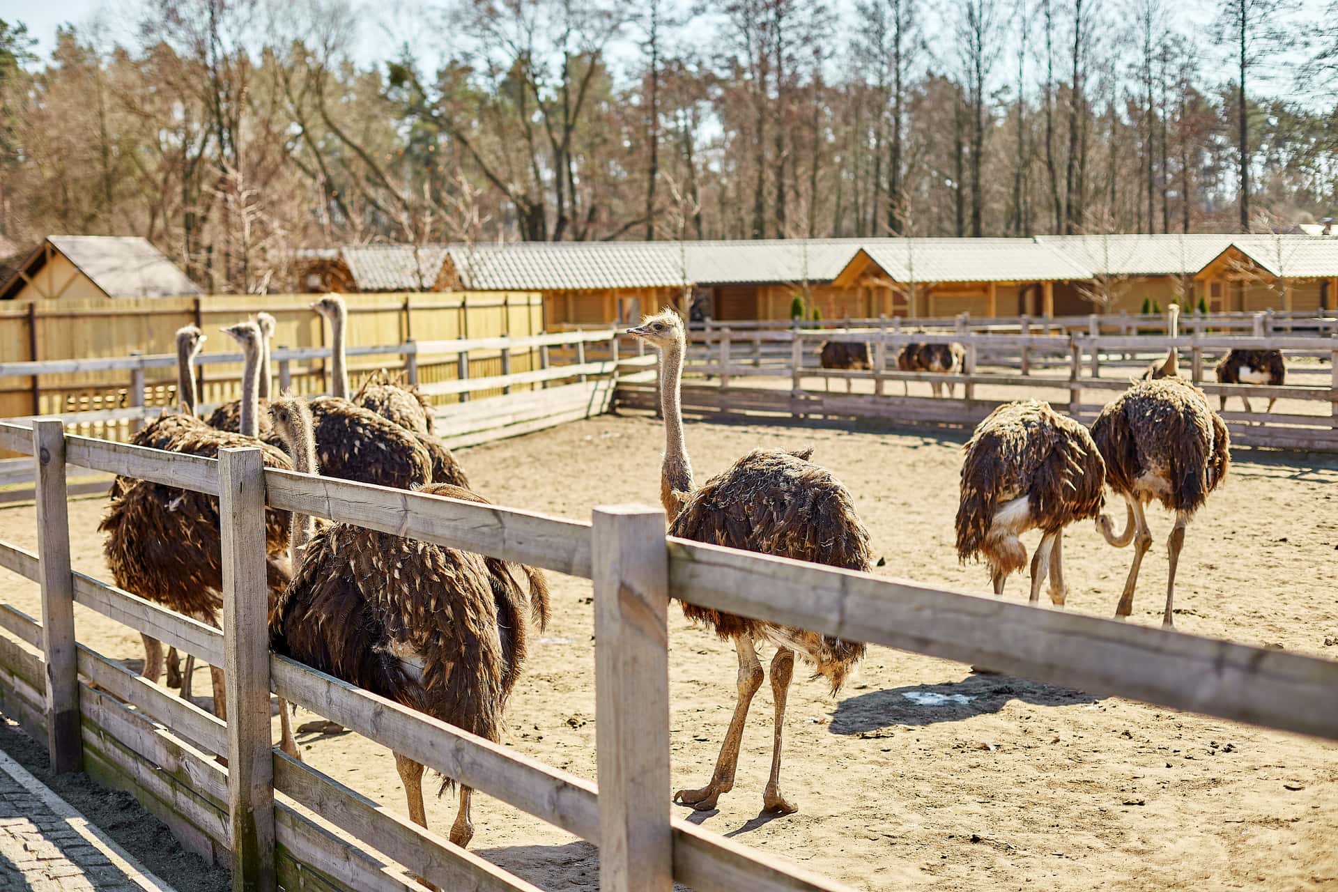 Ostrich Farm Tour in Discovery South Africa Tours