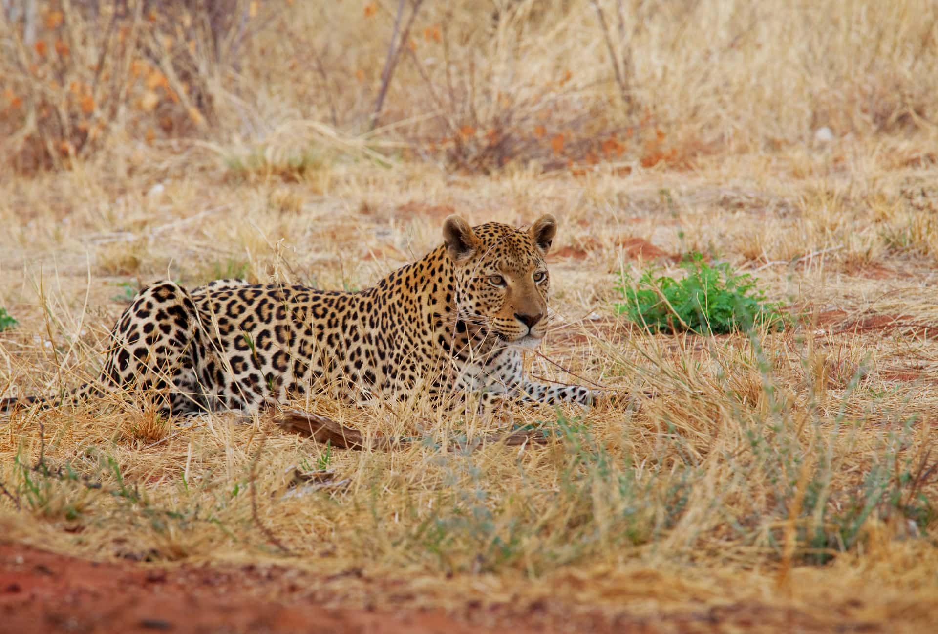 Pilanesberg National Park in Discovery South Africa Tours