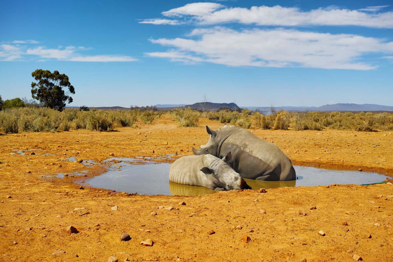 See Rhinos at the Khama Rhino Sanctuary in Africa Group Tours