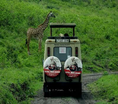 Go On Safari In The Serengeti in Africa Group Tours