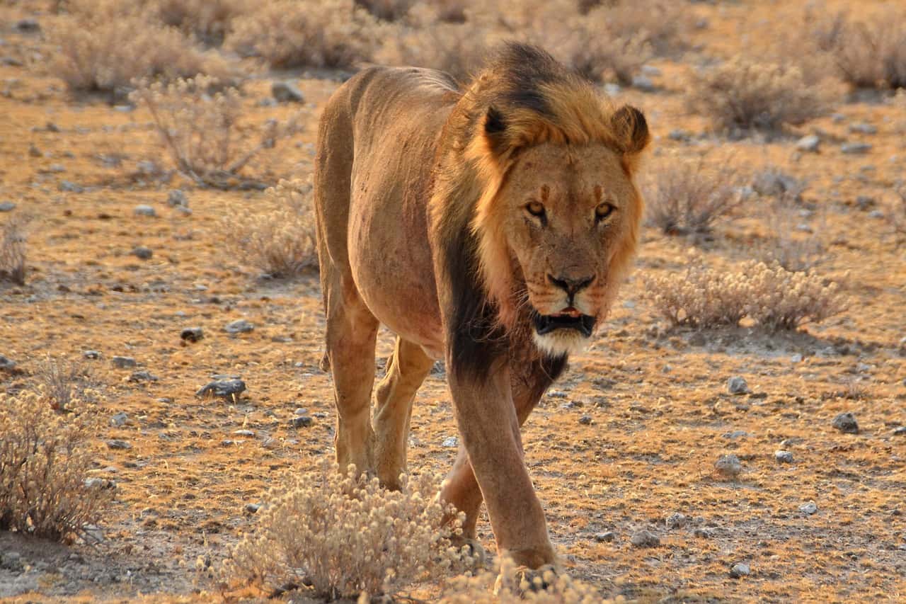 Serengeti National Park in Africa Group Tours