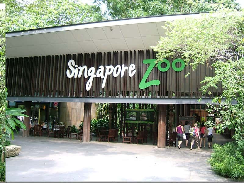 Spend The Day At The Singapore Zoo in Discovery Southeast Tours