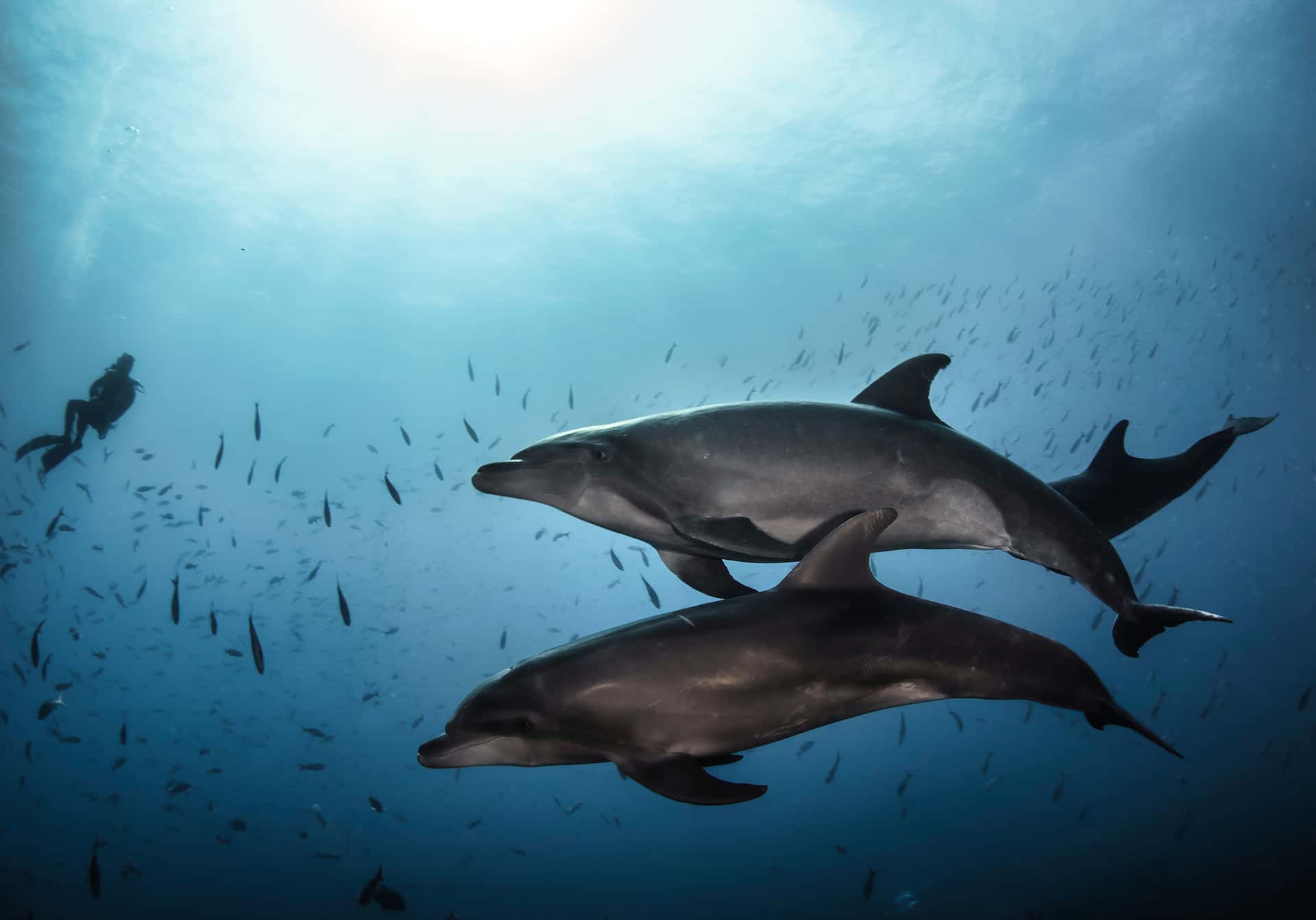 Swim with Dolphins in Australia - New Zealand Diwali Tours
