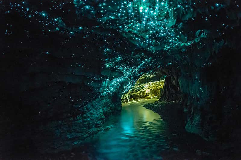 Waitomo Glowworm Caves in Australia - New Zealand Diwali Tours