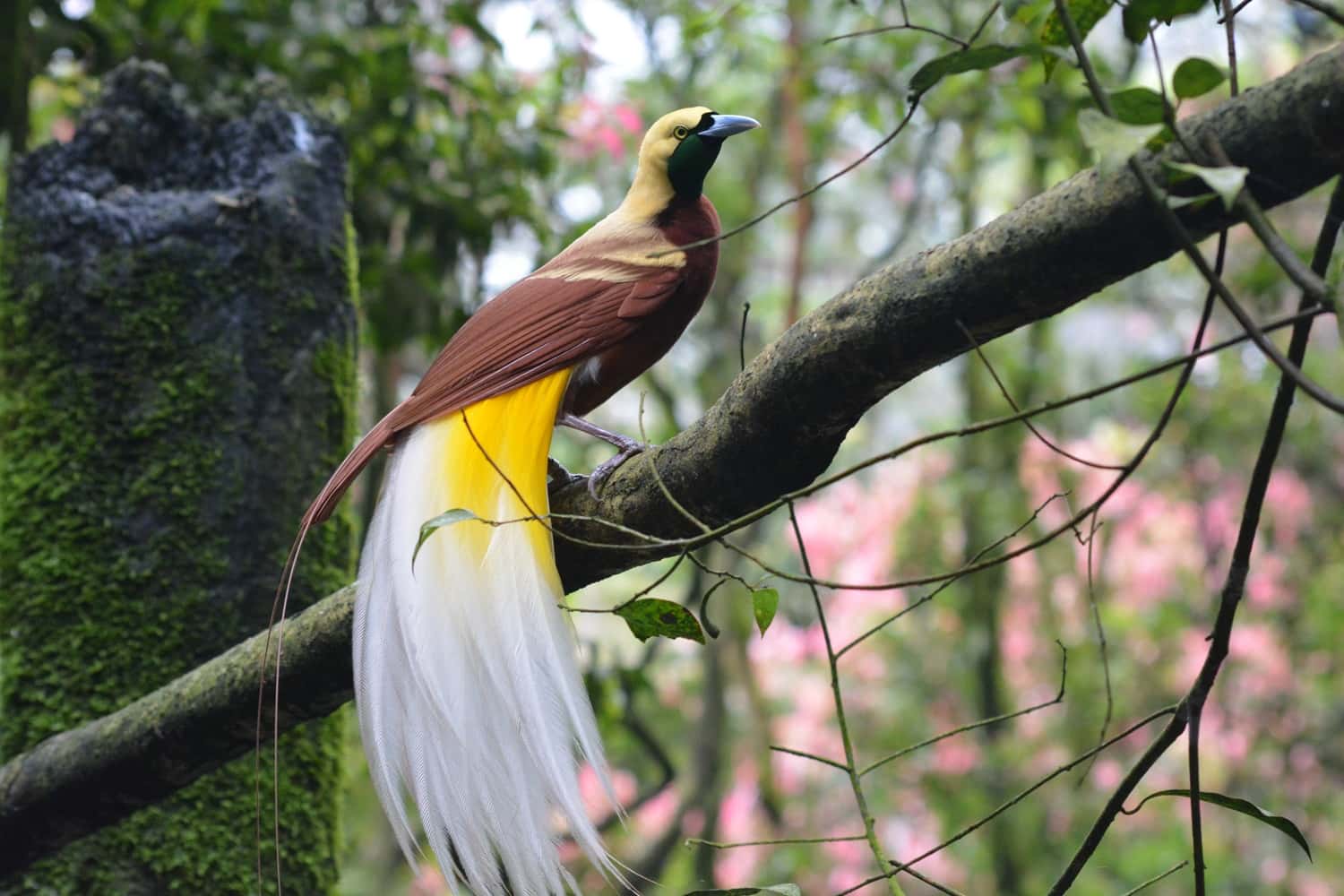 Bird Park in Southeast City Break Tours