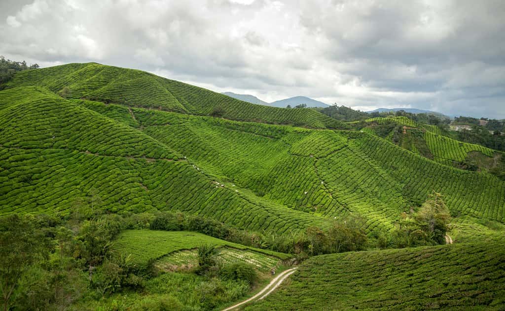 Cameron Highlands in Southeast City Break Tours