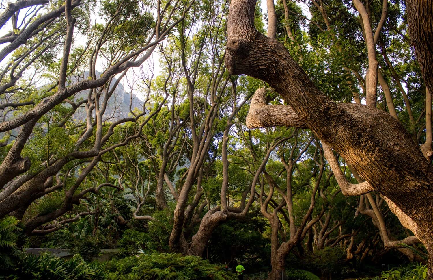 Cape Tribulation & Daintree Wilderness in Australia - New Zealand