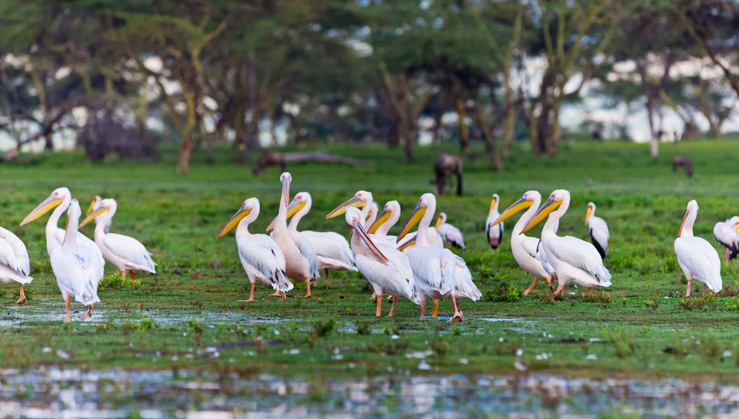 Go Boating at Lake Naivasha in South Africa - Kenya