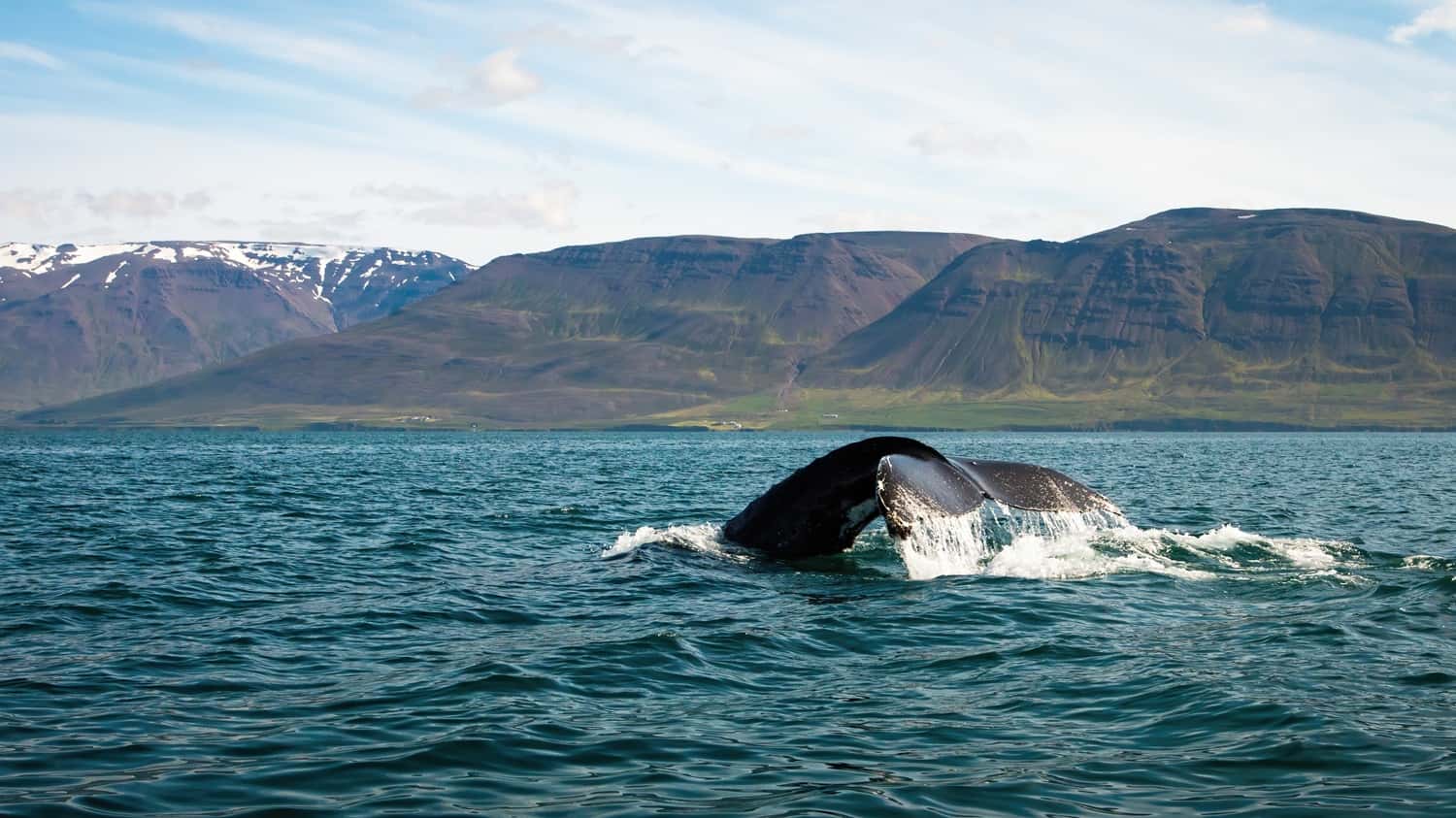 Go on a Whale Watching Tour in All Of Europe