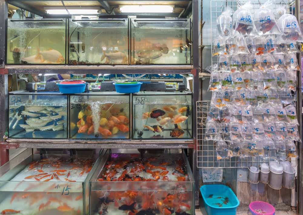 Stroll through the Goldfish Market in Hong Kong Macau