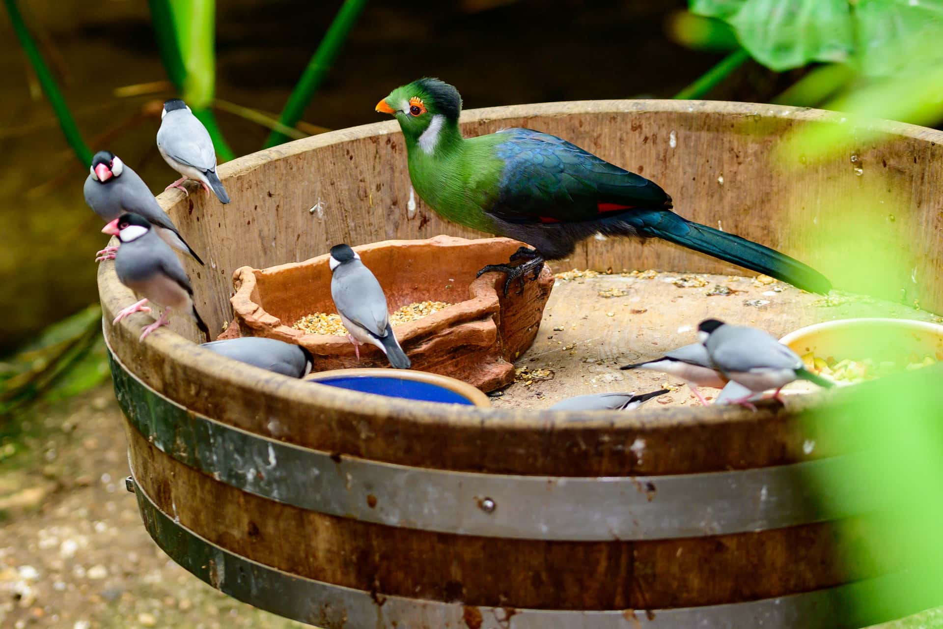 KL Bird Park in Southeast City Break Tours