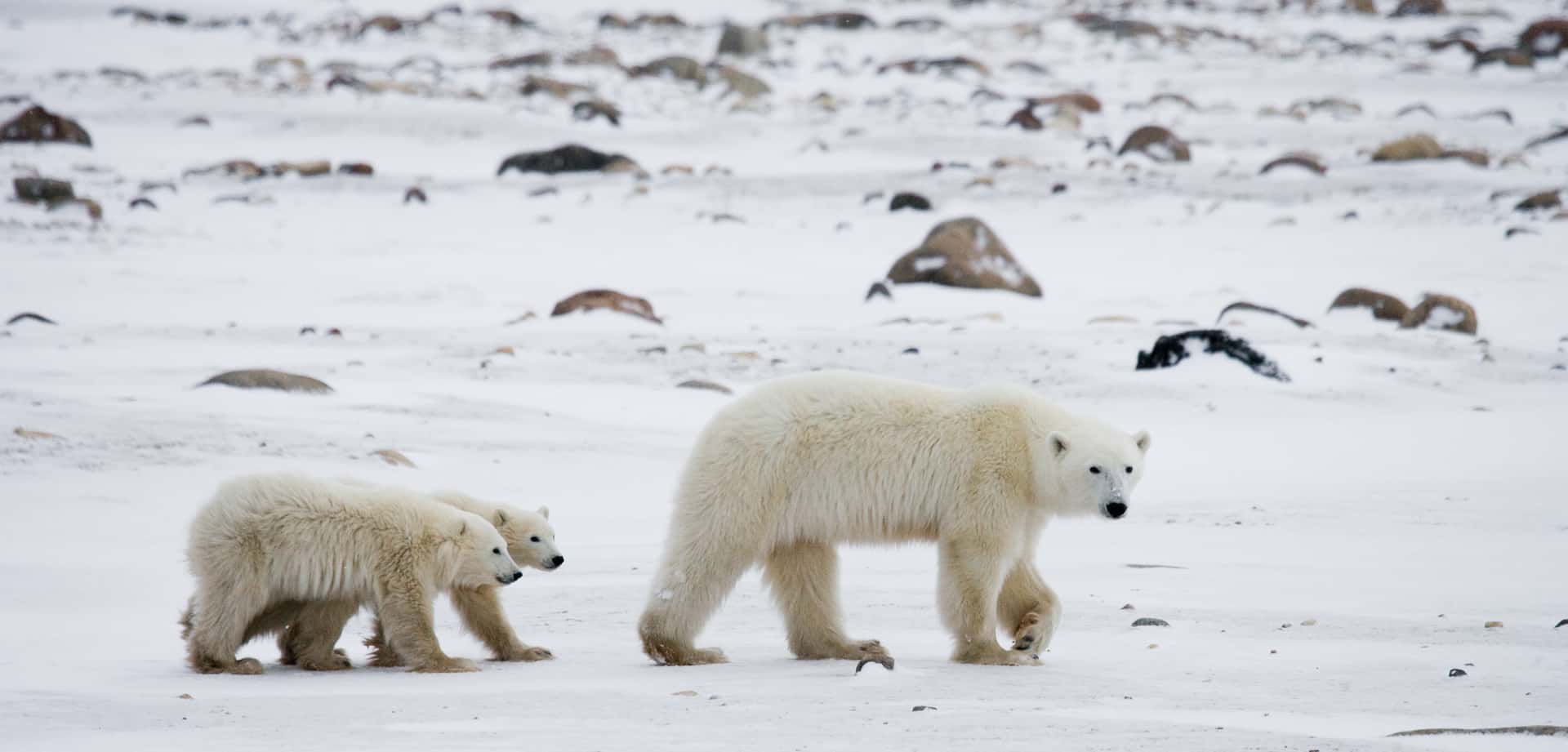 Search For Polar Bears In Churchill in Canada