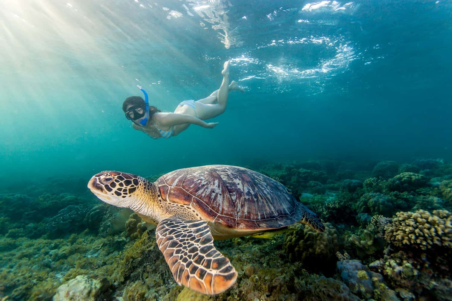 Snorkel At Turtle Bay in Sri Lanka
