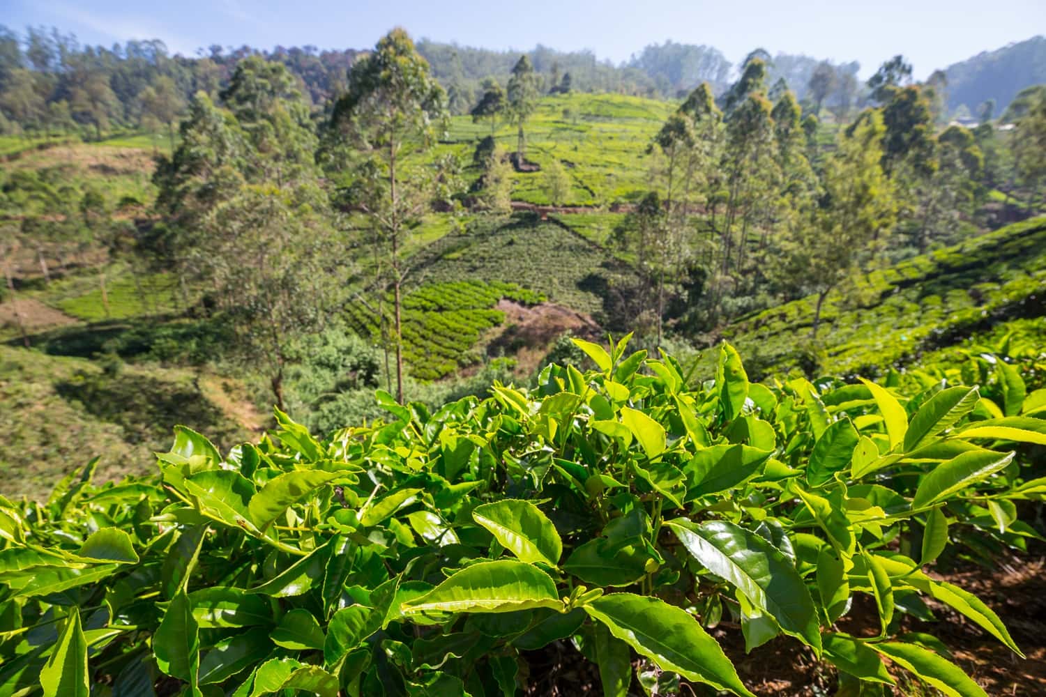 Take a Tea Tour in Sri Lanka