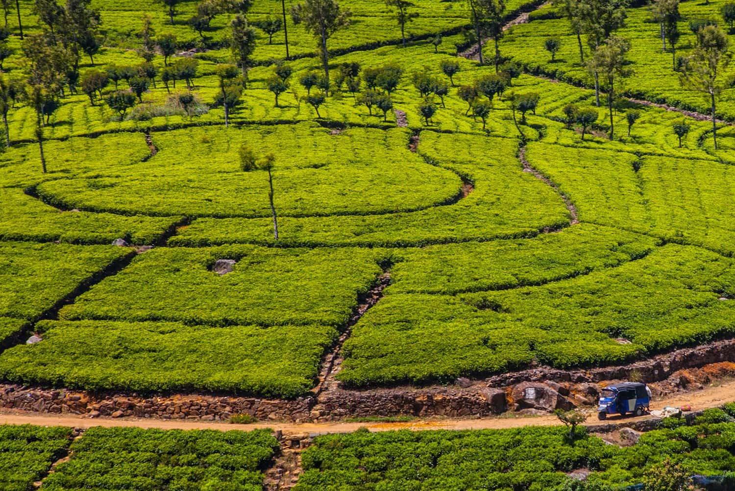 Walk Around The Tea Estates in Sri Lanka