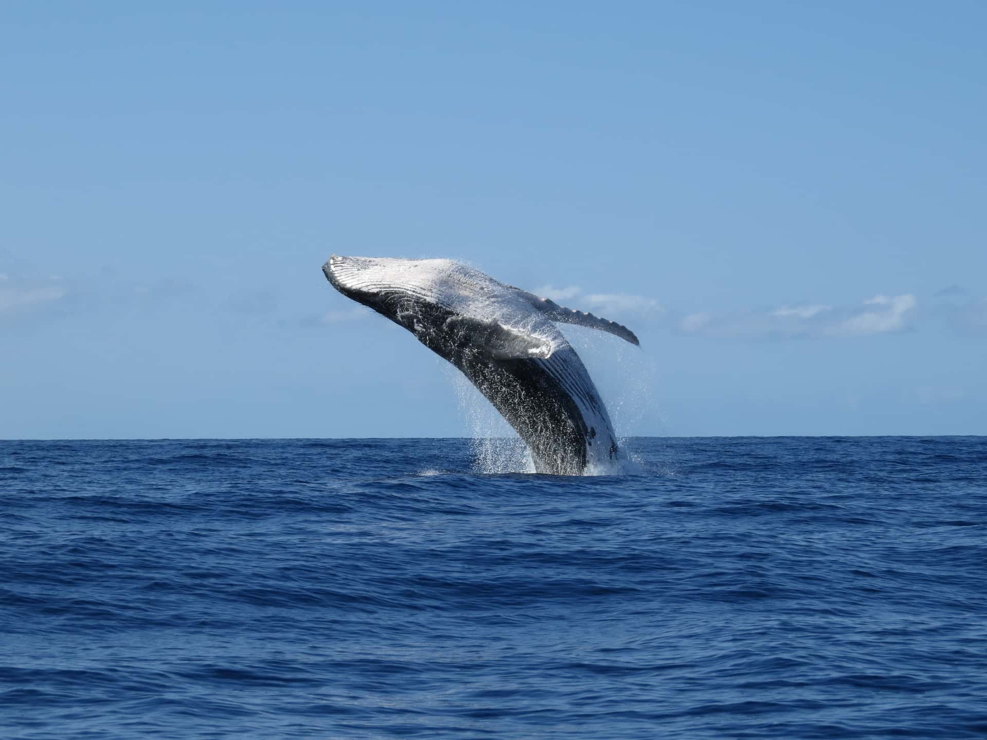 Whale Watching From Vancouver in Canada