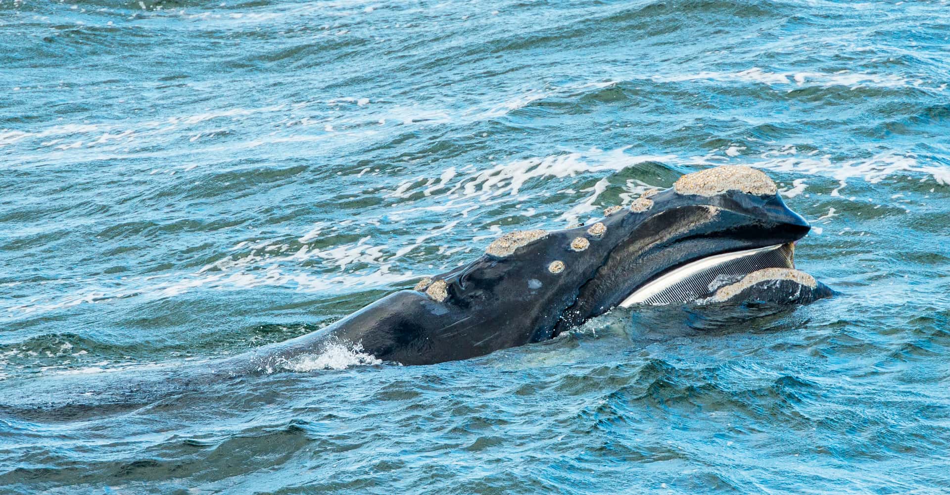 Go on a Whale Watching Tour in All Of Europe