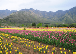 The Story of Tulip Garden