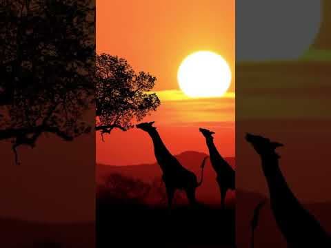 Reasons to visit Kenya