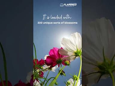 Valley of Flowers Trek - Heaven on Earth 😍 Would you like to explore ?