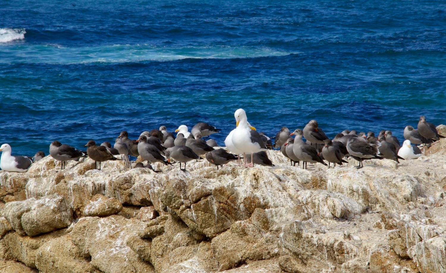 17-mile Drive