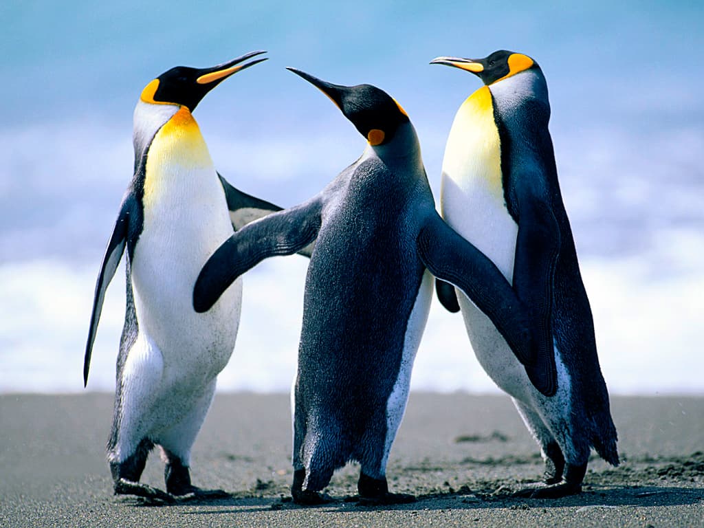Penguin Parade