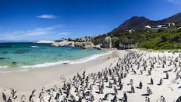 Boulders Beach