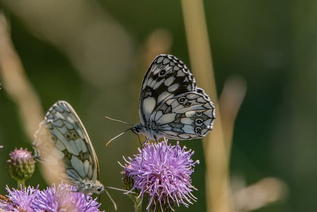 Kuala Lumpur & Penang with Cameroon Highlands
