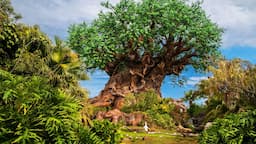 Disney’s Animal Kingdom 1