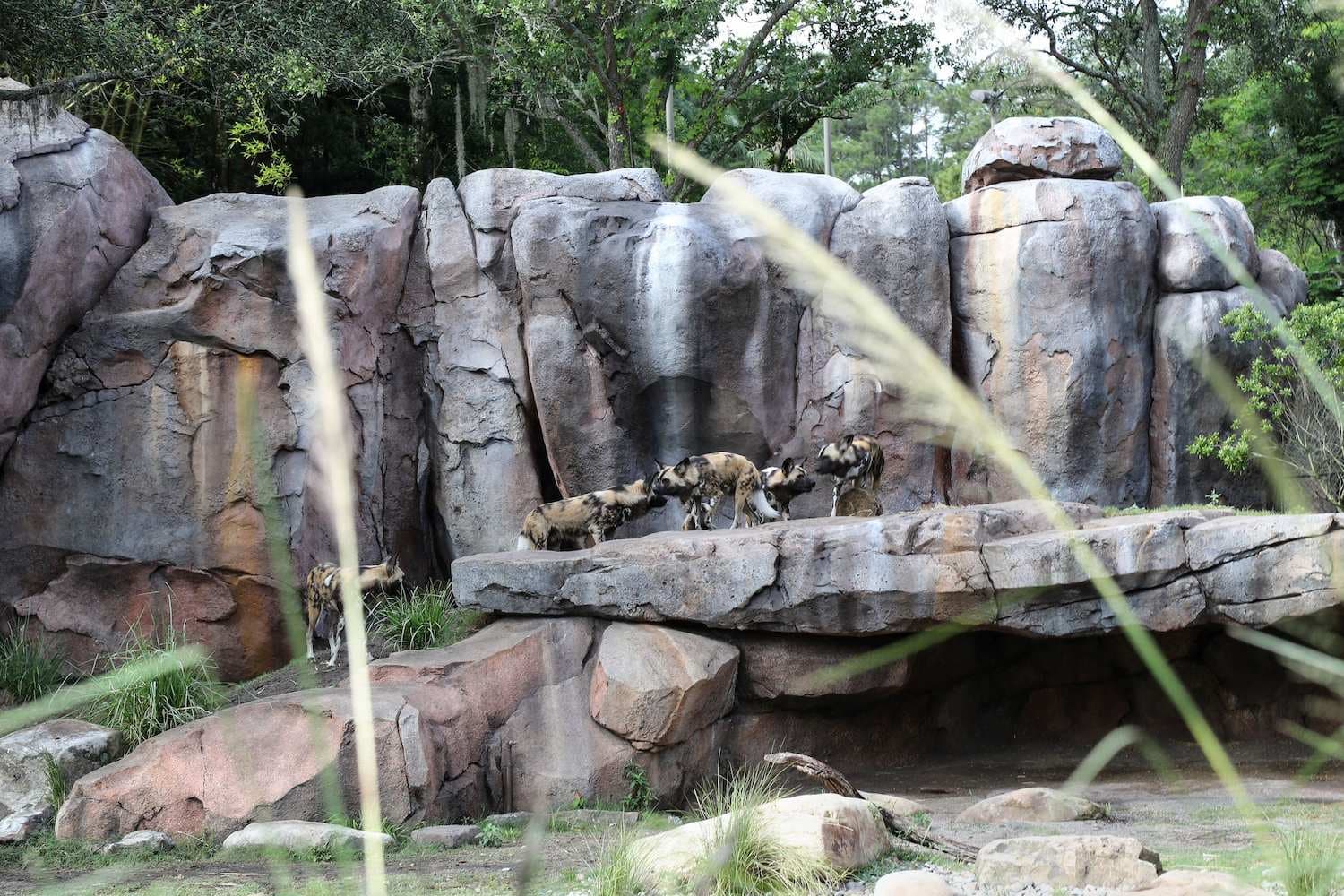 Disney’s Animal Kingdom
