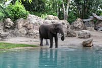 Disney’s Animal Kingdom