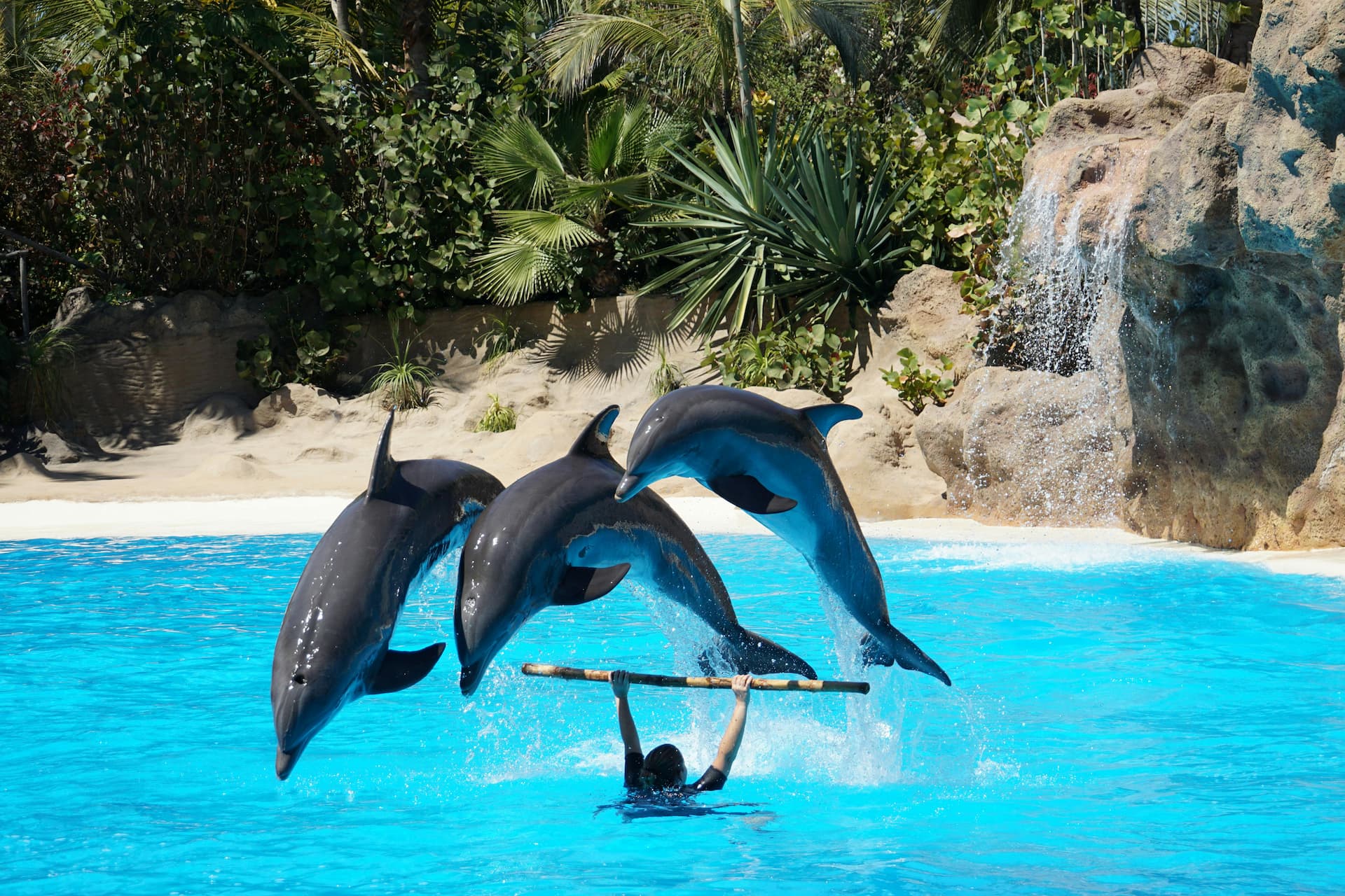 Dolphin Show