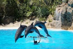 Dolphin Show
