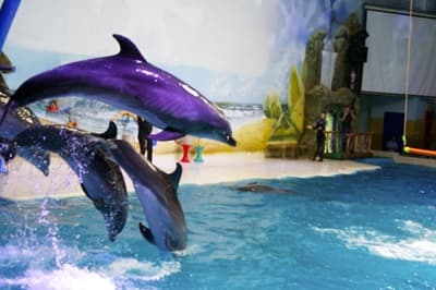 Dubai Dolphinarium