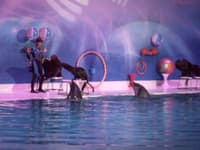 Dubai Dolphinarium